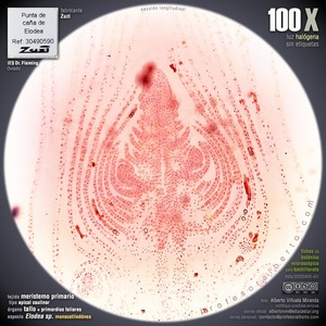 Meristemo apical caulinar